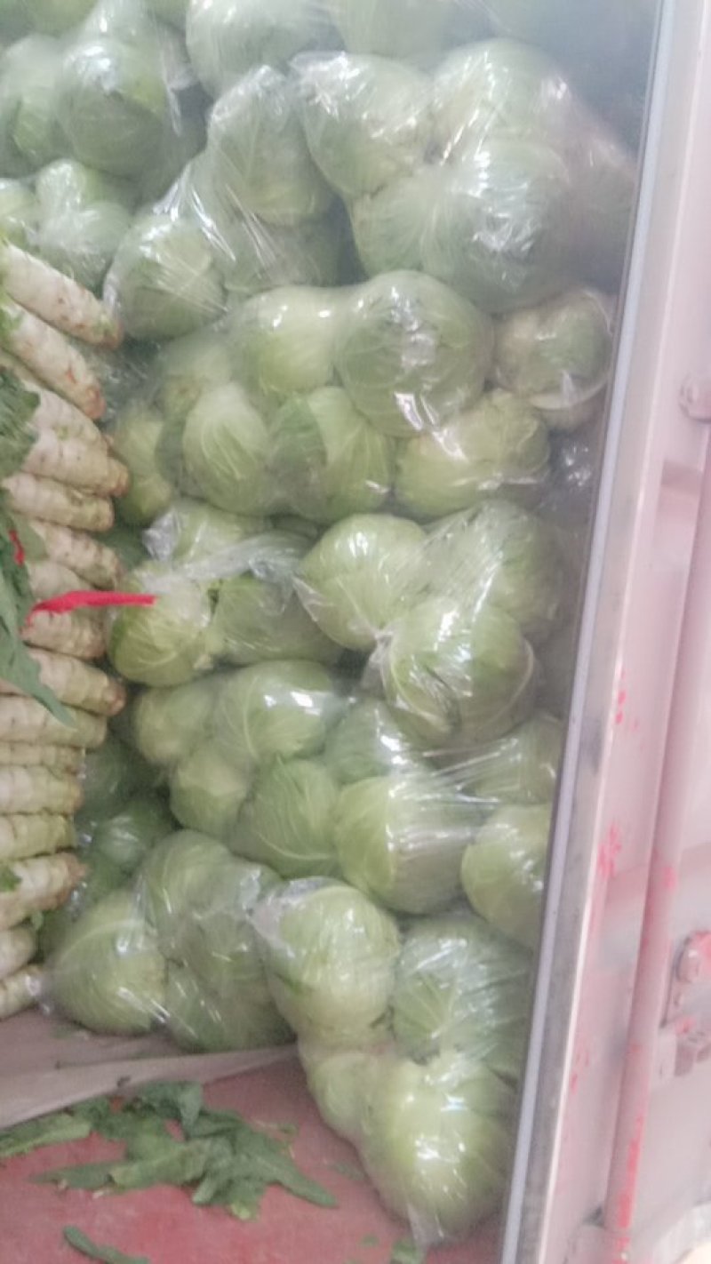 包菜