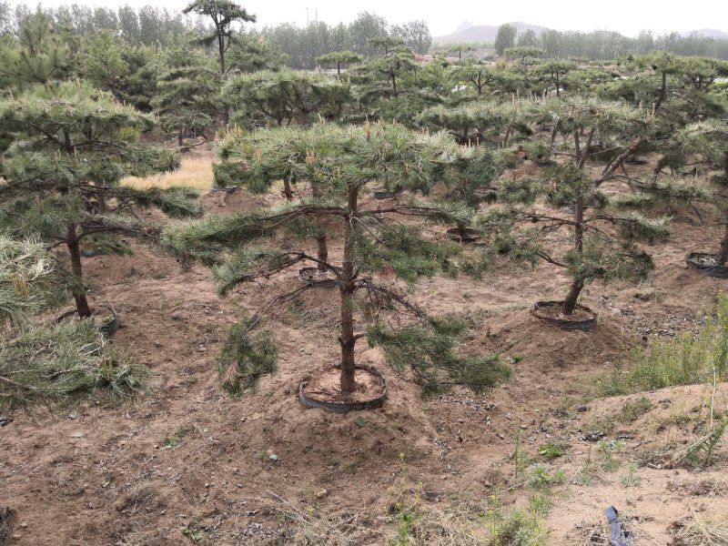 造型松