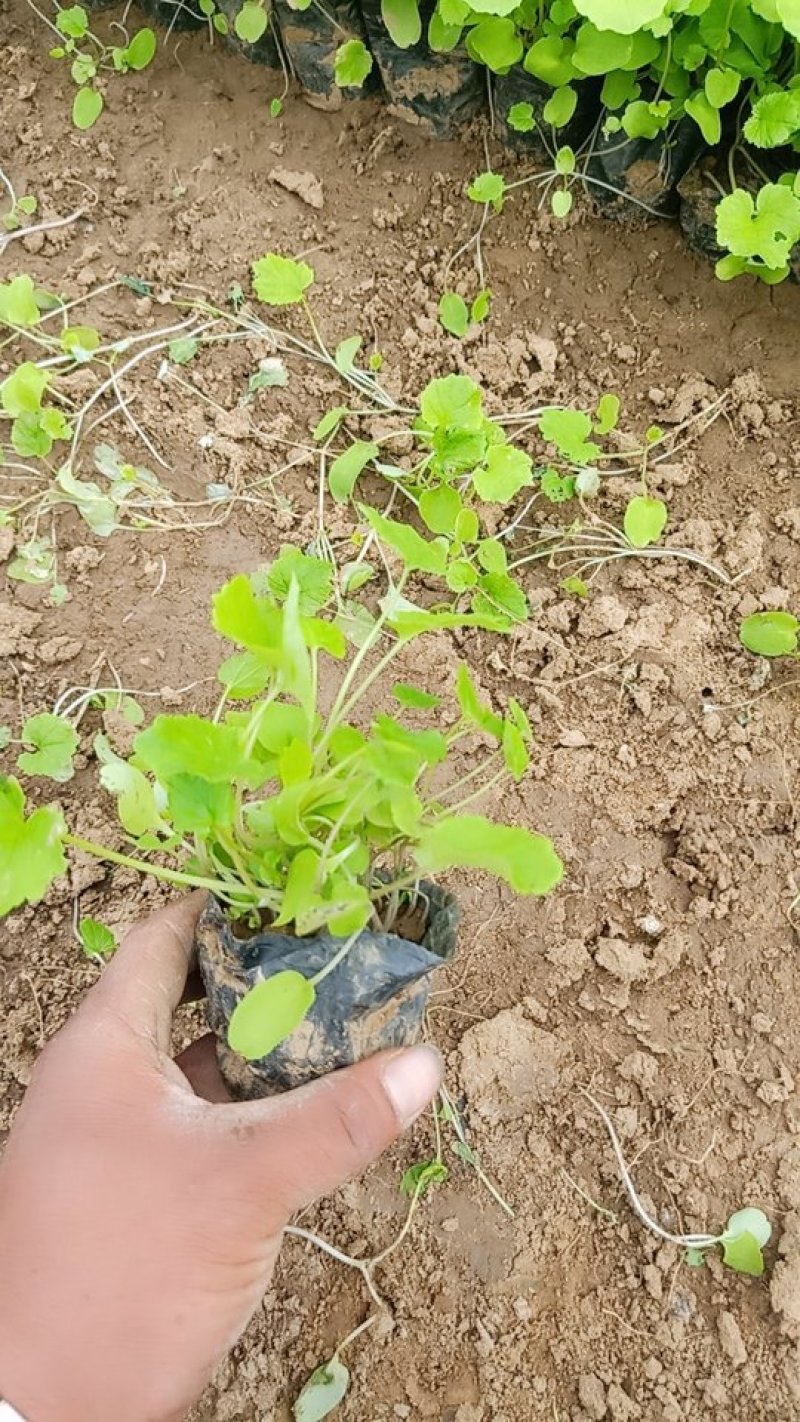 精品，多芽二月兰基地直发可视频看货量大价优