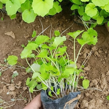 精品，多芽二月兰基地直发可视频看货量大价优