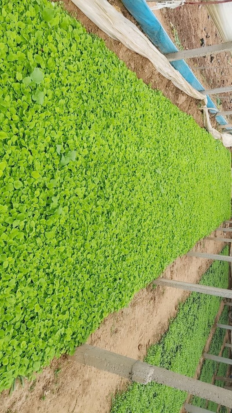精品，多芽二月兰基地直发可视频看货量大价优