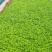 精品，多芽二月兰基地直发可视频看货量大价优