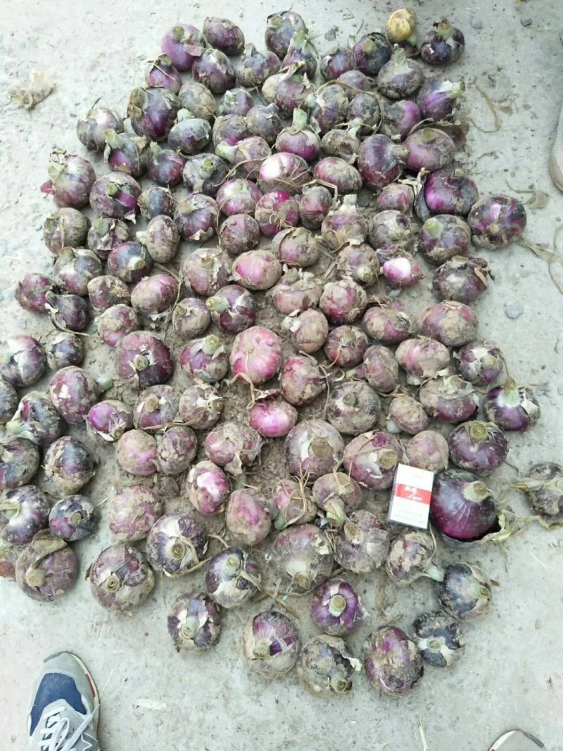 河南紫皮洋葱二红洋葱，产地直发，大吨位供应