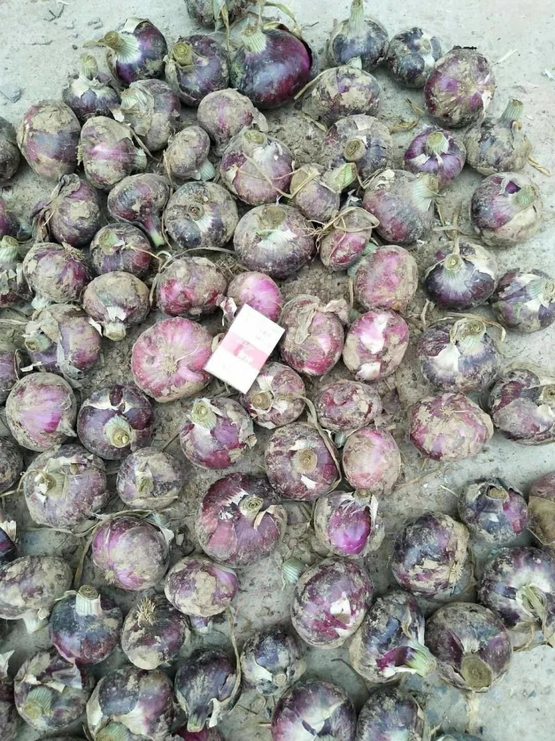 河南紫皮洋葱二红洋葱，产地直发，大吨位供应