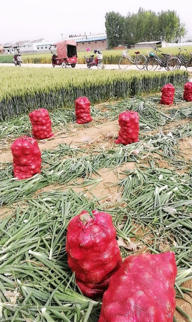 洋葱