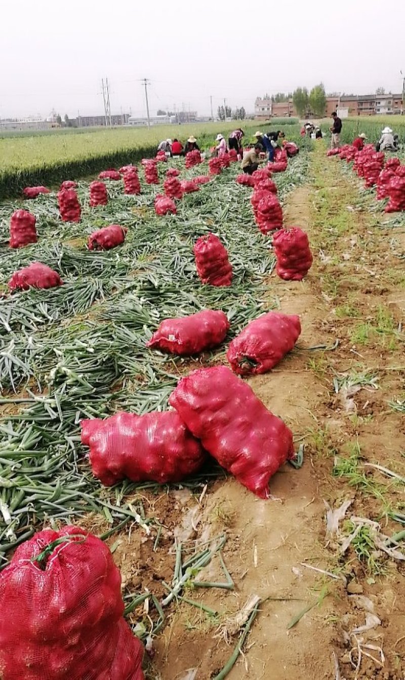 洋葱