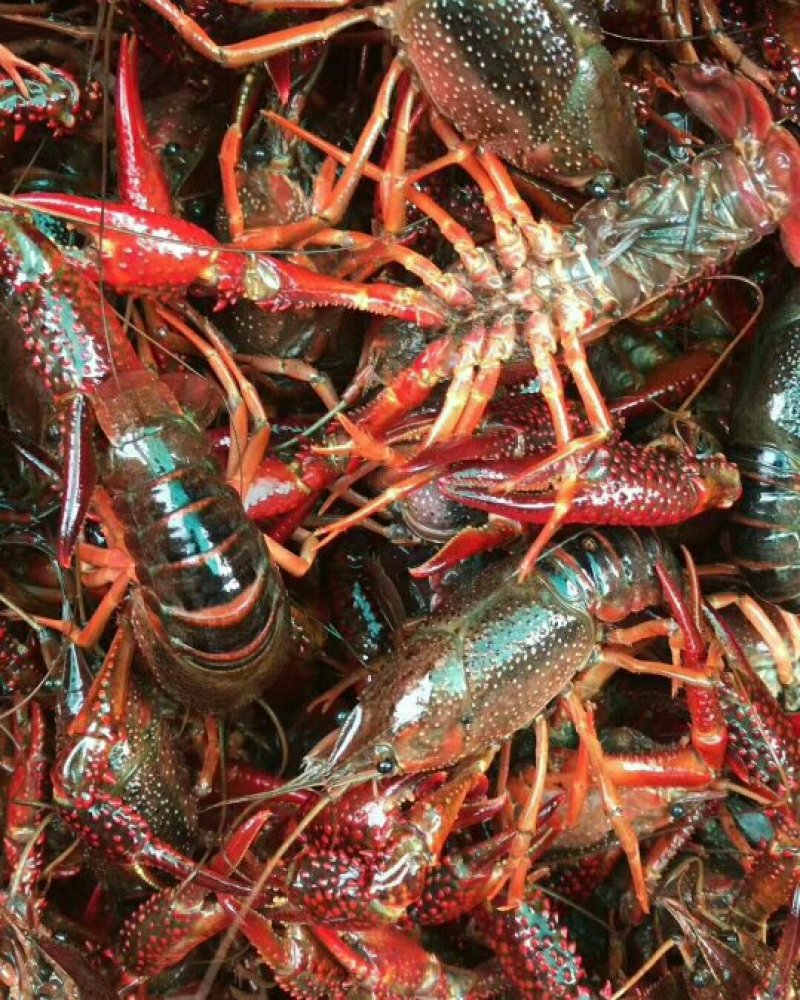 小龙虾不值钱