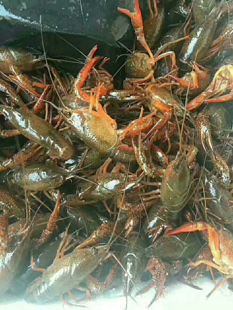 小龙虾不值钱
