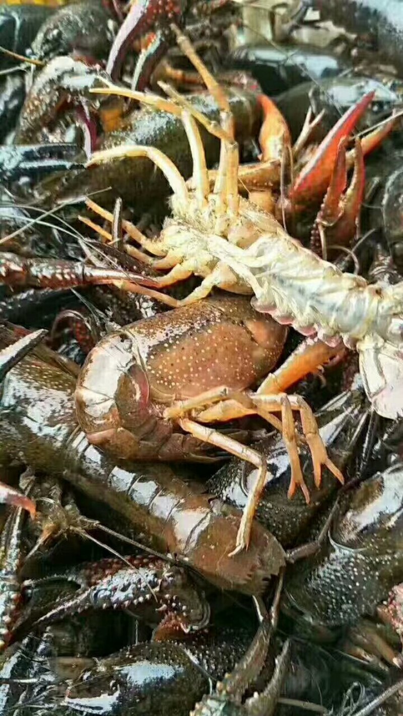 小龙虾不值钱
