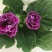 重瓣大岩桐盆栽富贵芙蓉花