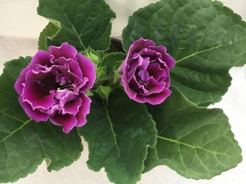 重瓣大岩桐盆栽富贵芙蓉花