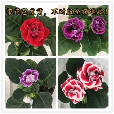 重瓣大岩桐盆栽富贵芙蓉花