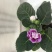重瓣大岩桐盆栽富贵芙蓉花