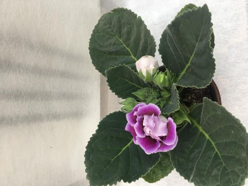 重瓣大岩桐盆栽富贵芙蓉花