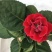 重瓣大岩桐盆栽富贵芙蓉花