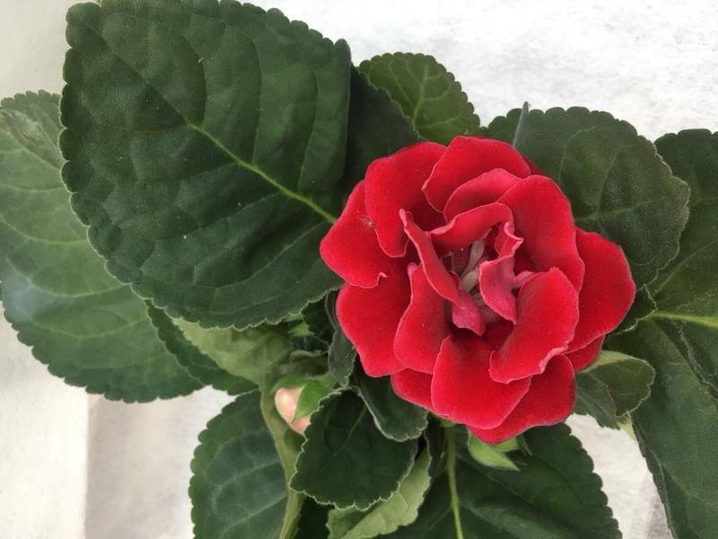 重瓣大岩桐盆栽富贵芙蓉花