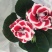 重瓣大岩桐盆栽富贵芙蓉花