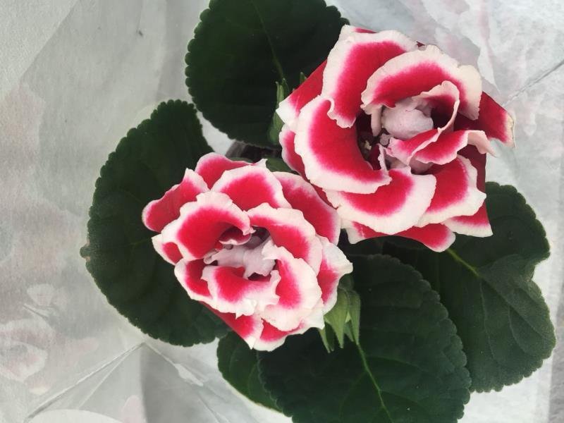重瓣大岩桐盆栽富贵芙蓉花
