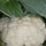 白花菜花紧花2~3斤乳白