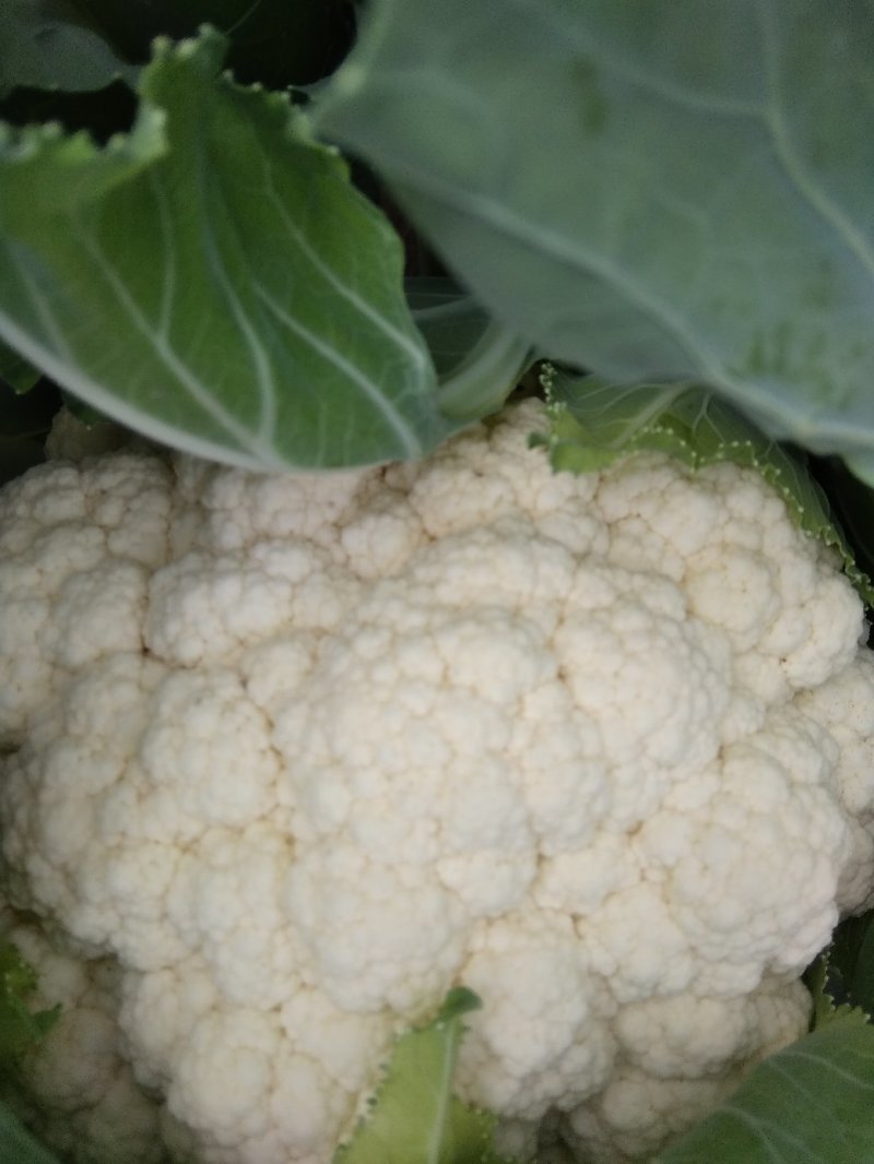 白花菜花紧花2~3斤乳白