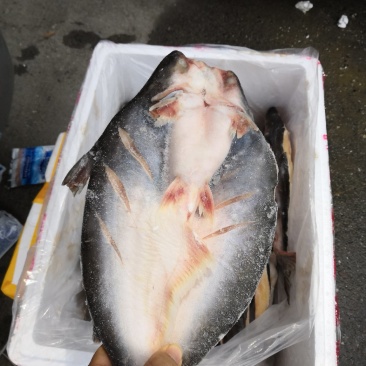 巴沙鱼原条开背
