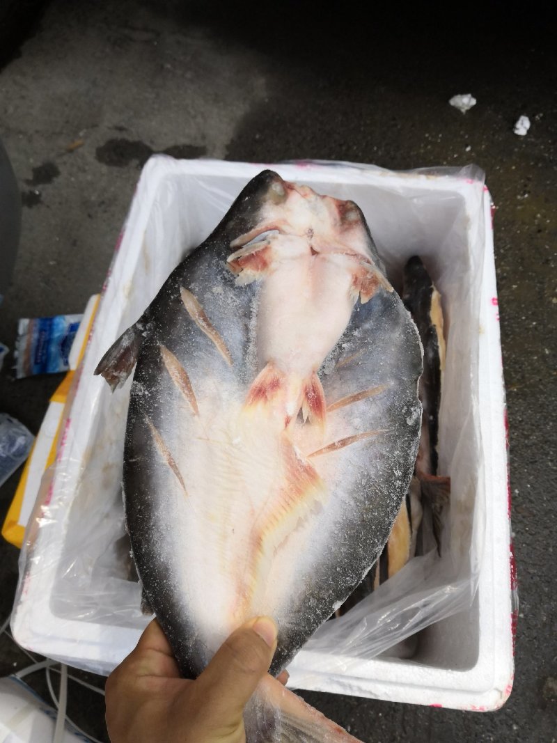 巴沙鱼原条开背
