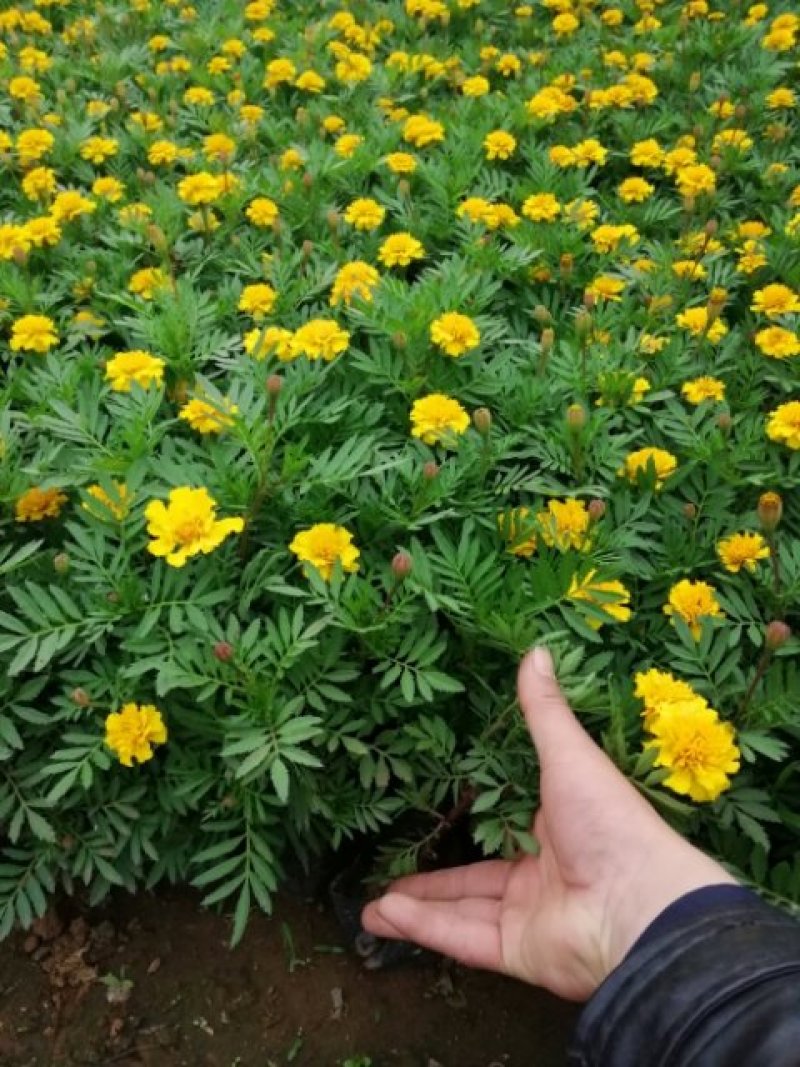 孔雀草