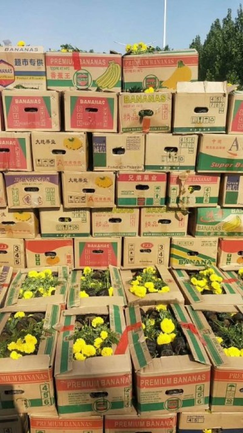 孔雀草