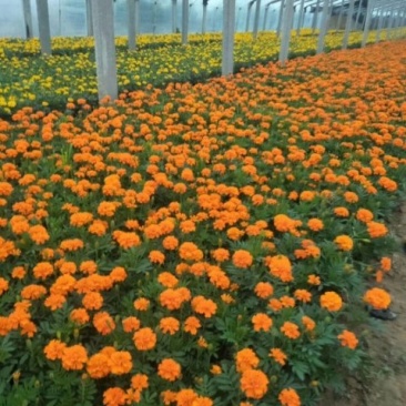 孔雀草
