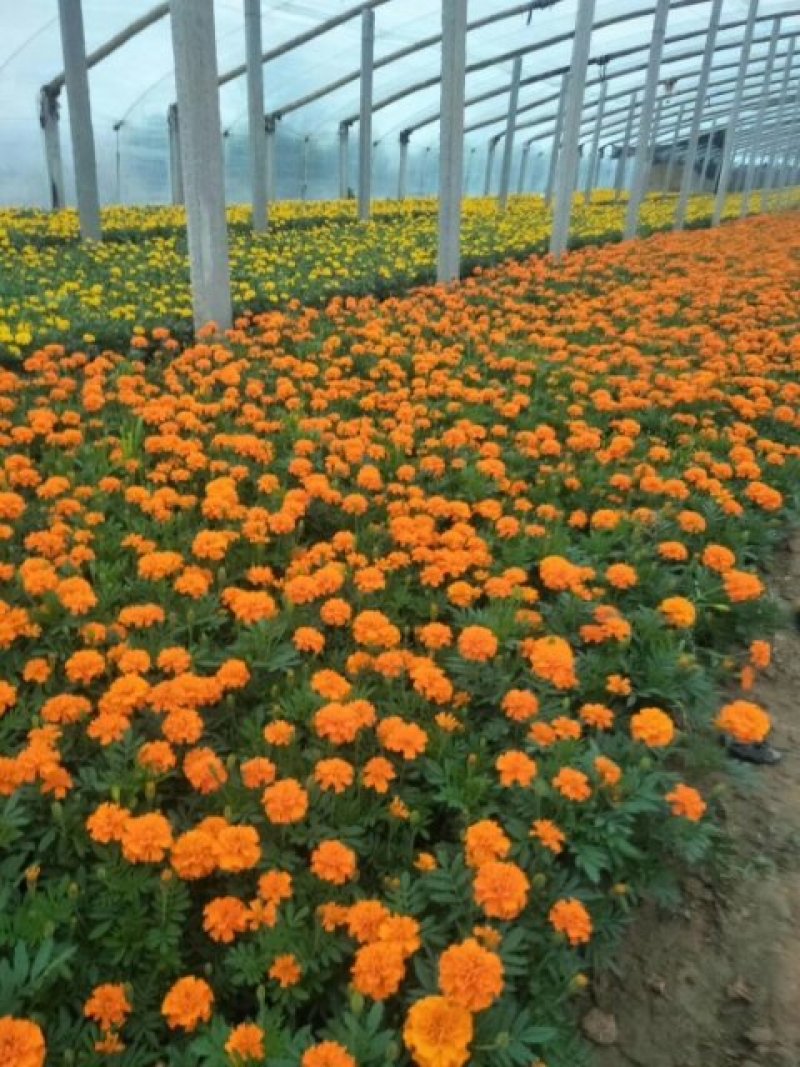 孔雀草