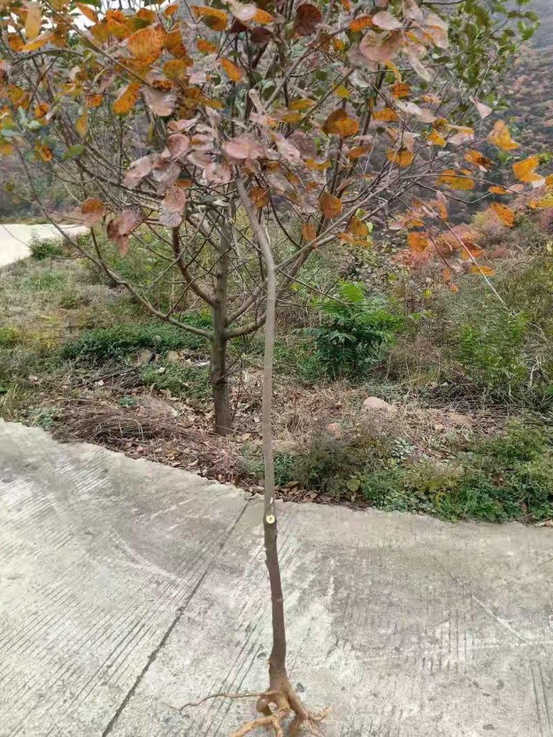 黄卢