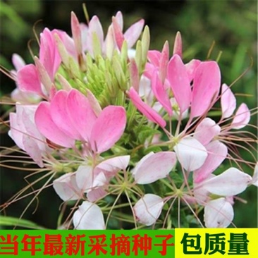 醉蝶花种子热门花海最新种子发芽率高可货到付款