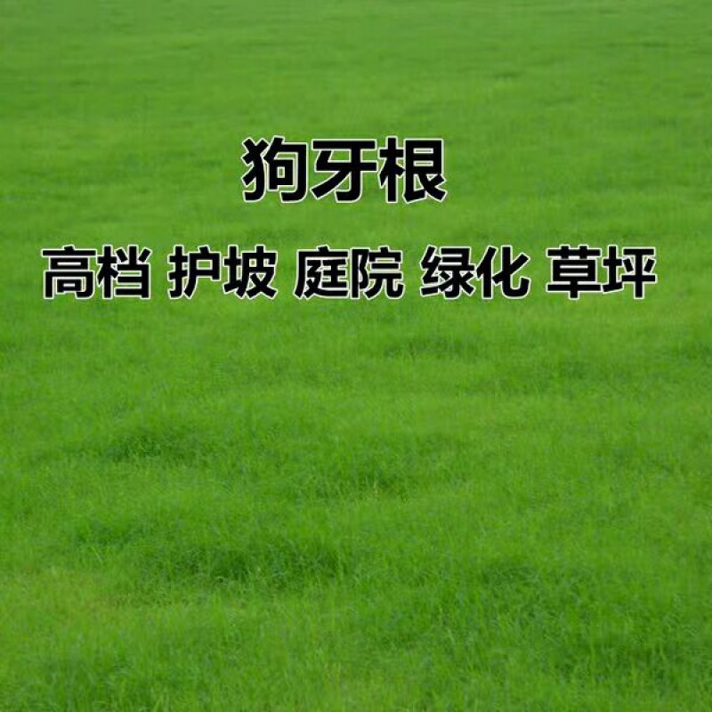 狗牙根种子进口草坪种子易活耐热耐旱护坡庭院绿化免修剪草皮