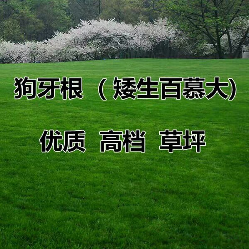 狗牙根种子进口草坪种子易活耐热耐旱护坡庭院绿化免修剪草皮