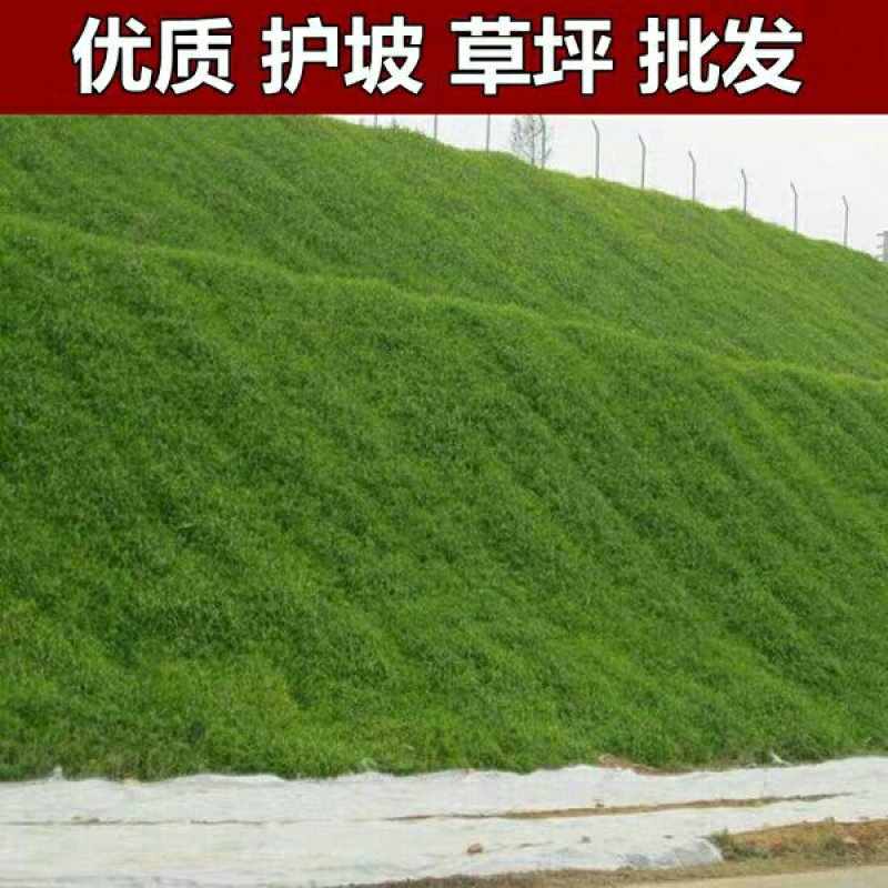 狗牙根种子进口草坪种子易活耐热耐旱护坡庭院绿化免修剪草皮