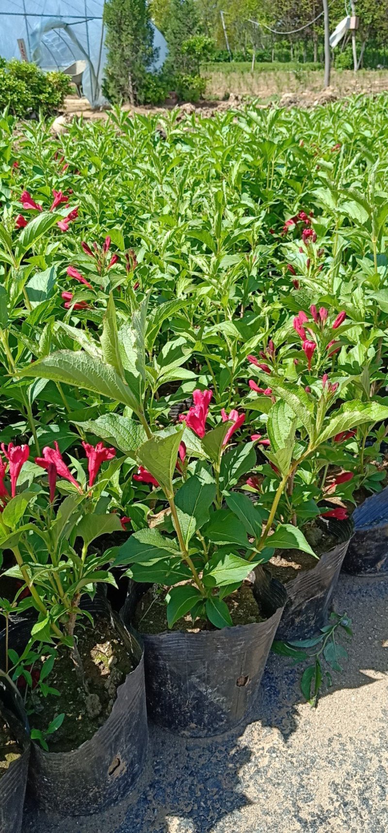 【精品推荐】红王子锦带床苗杯苗工程绿化专用苗40/50高价低