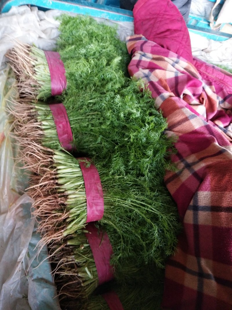 大量供应本地精选茴香产地直销保质保量，欢迎老板前来咨