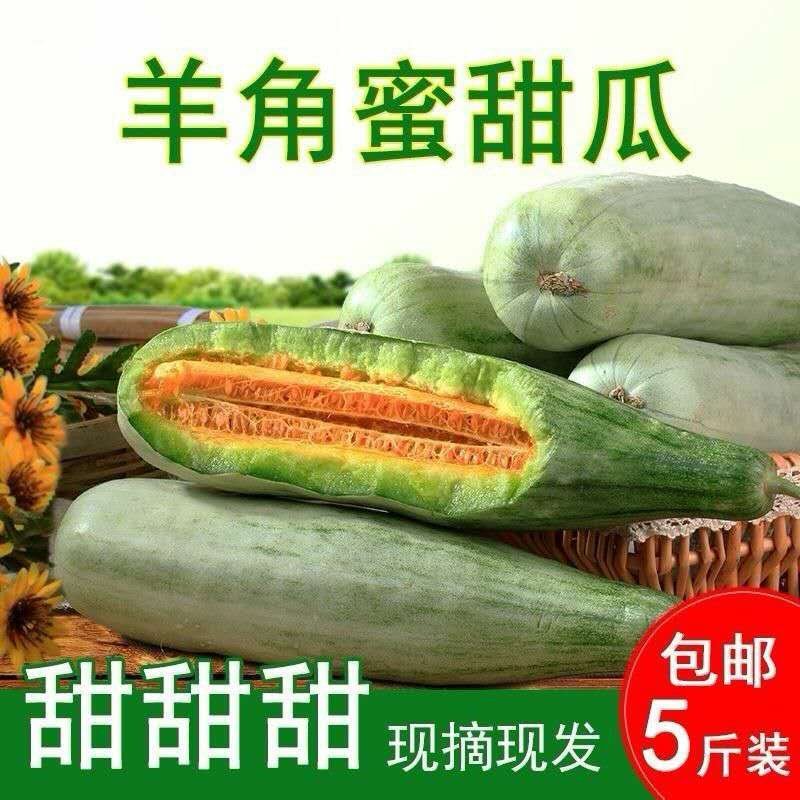 博洋61