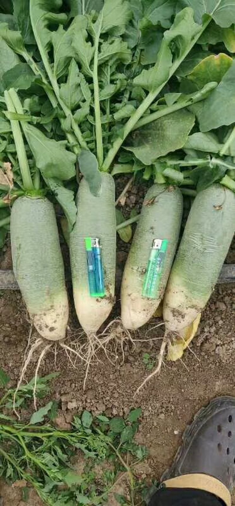 露天水果萝卜口感好脆皮甜度好