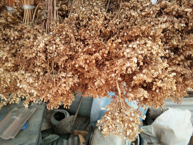 产于千年药乡，甘肃当归新种子，品质好，发芽率高。。