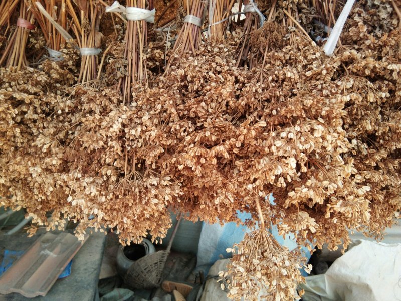 产于千年药乡，甘肃当归新种子，品质好，发芽率高。。