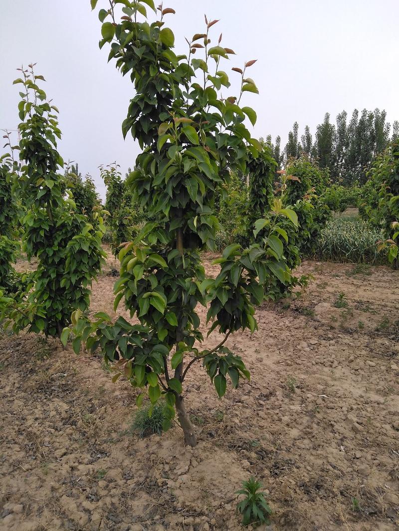 山东聊城冠县占地桃树，梨树苹果树葡萄树，绿化树，基地