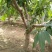山东聊城冠县占地桃树，梨树苹果树葡萄树，绿化树，基地