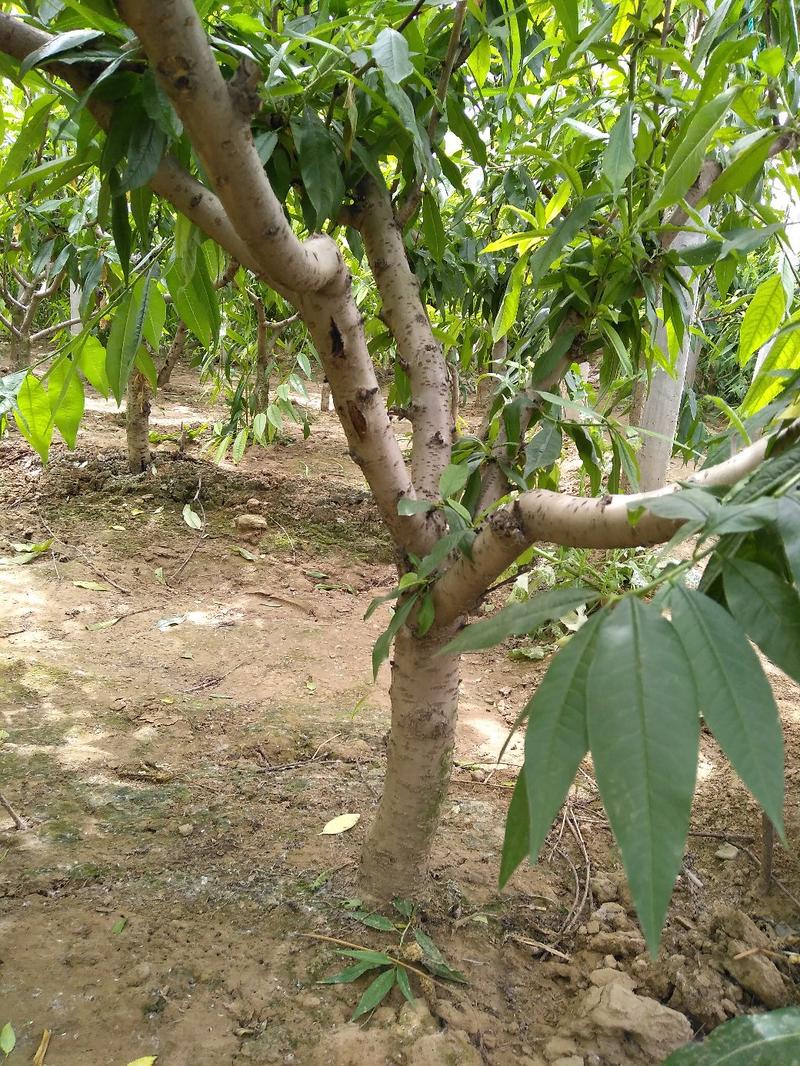 山东聊城冠县占地桃树，梨树苹果树葡萄树，绿化树，基地