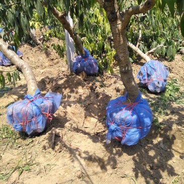 山东聊城冠县占地桃树，梨树苹果树葡萄树，绿化树，基地
