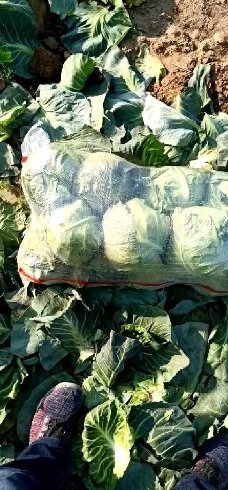 河北精品甘蓝产地直销可视频看货质量优益皮毛光亮色泽鲜嫩价