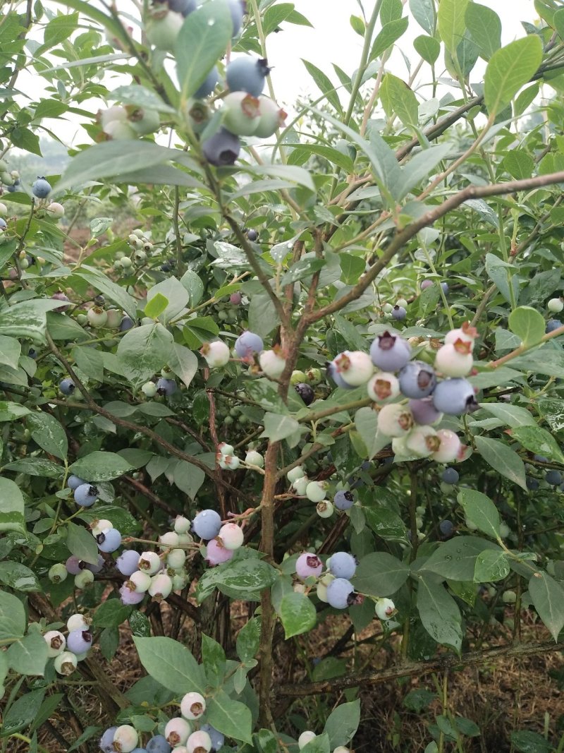蓝莓