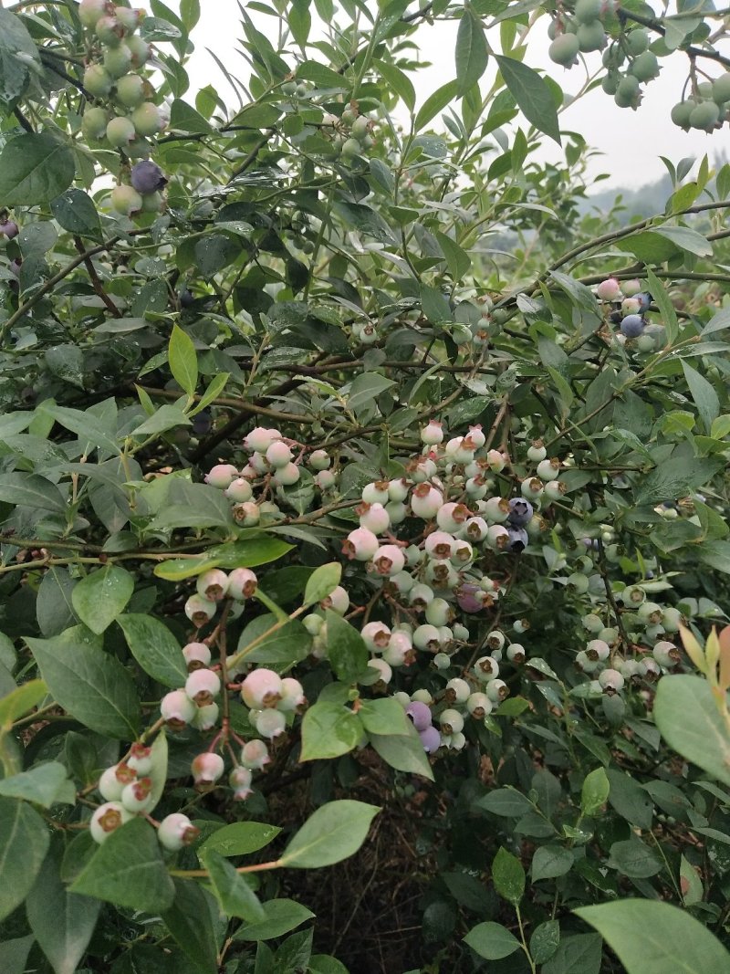 蓝莓