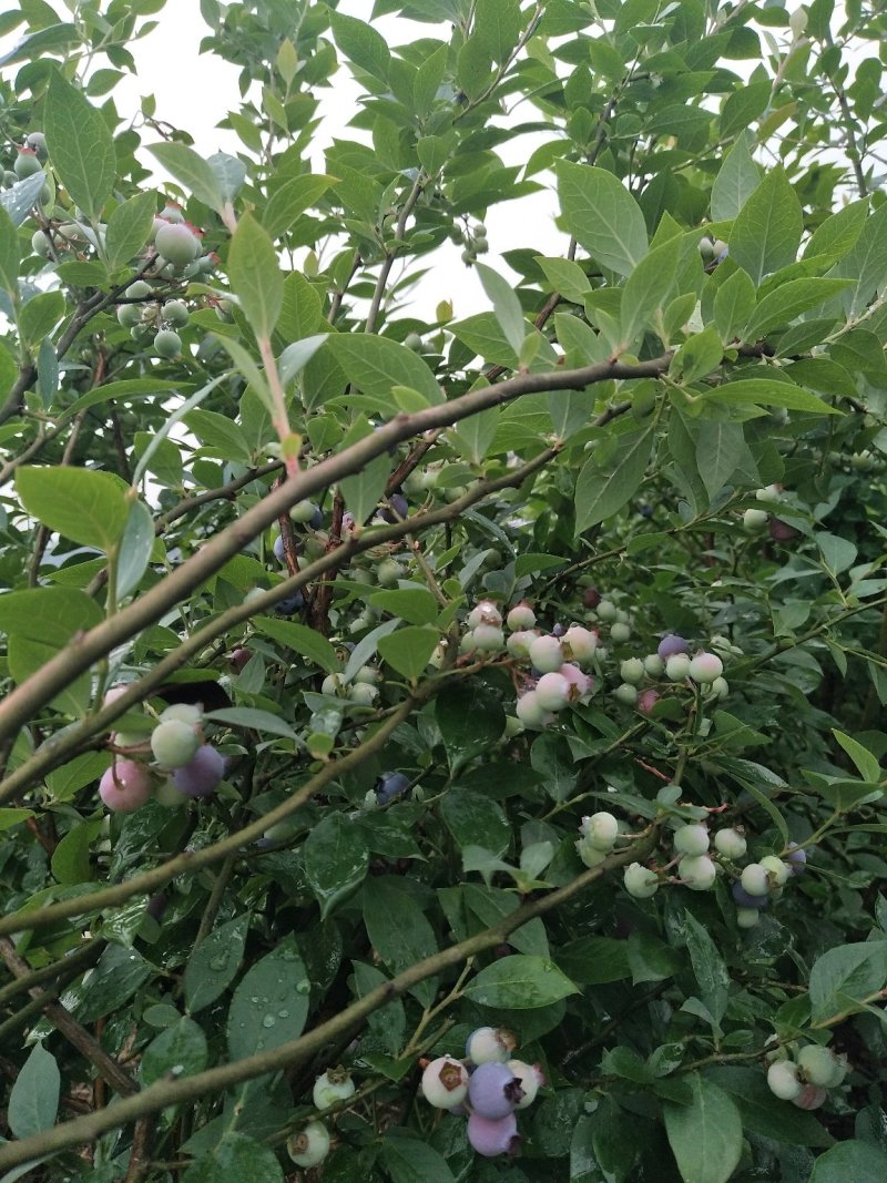 蓝莓