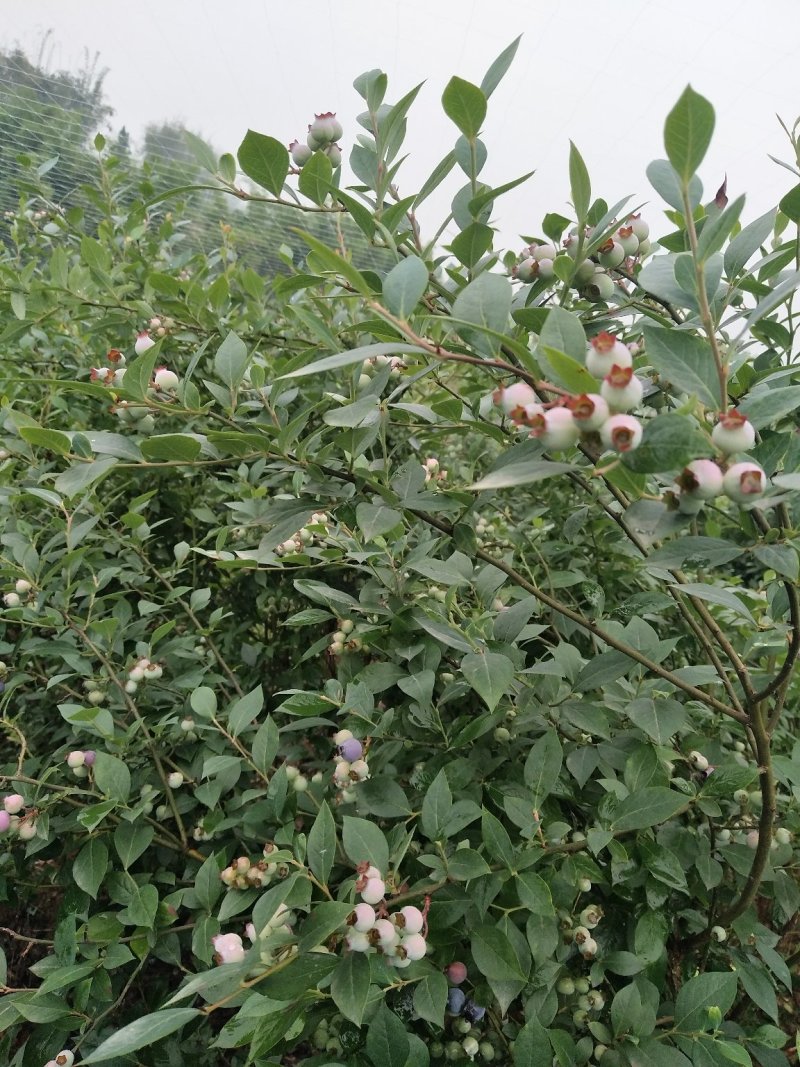 蓝莓